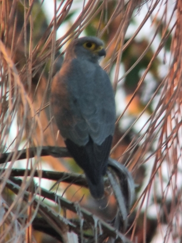 Gray Kestrel
