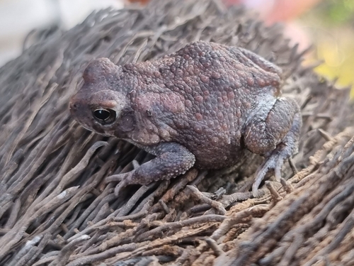 Egyptian Toad