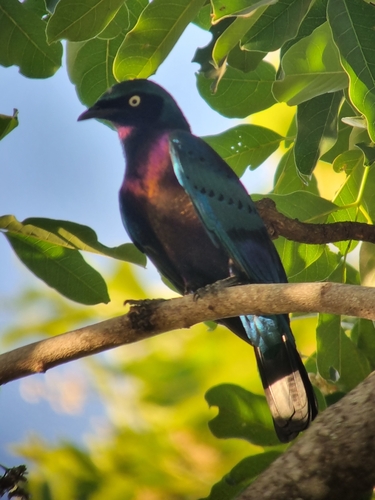 Splendid Starling