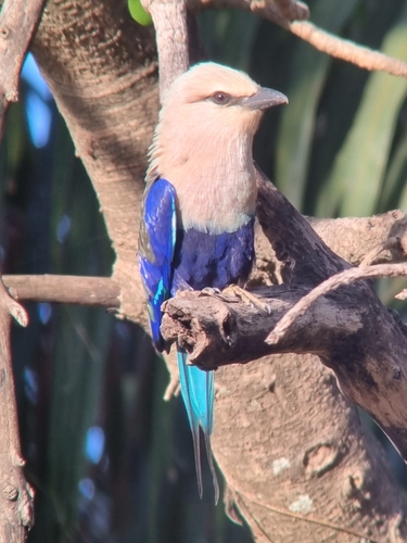 Blue-bellied Roller