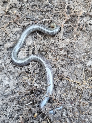 Common Lined Worm Snake