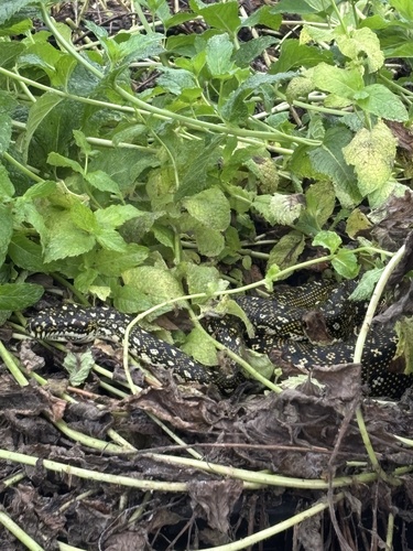 Diamond Python sighting