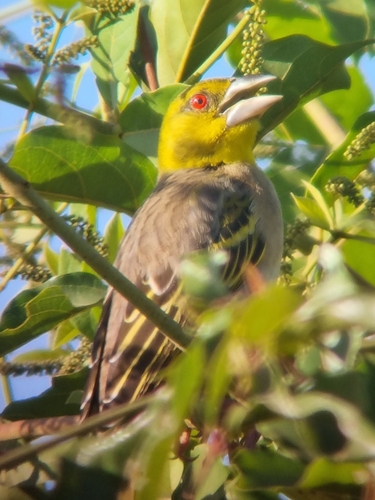 Village Weaver