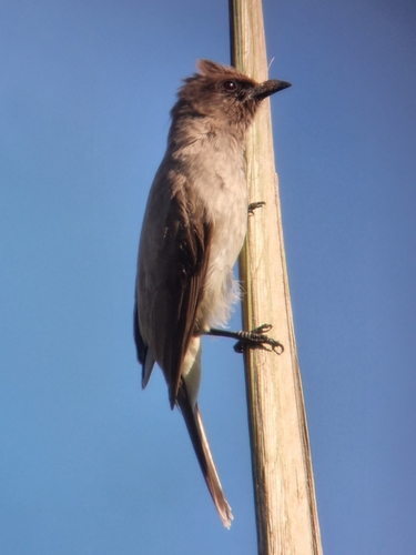 Common Bulbul