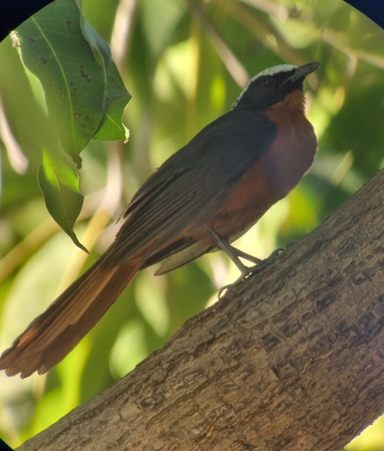 White-crowned Robin-Chat