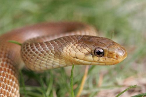 Aesculapian Snake
