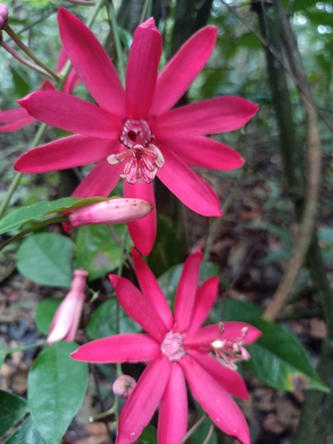 Passiflora glandulosa