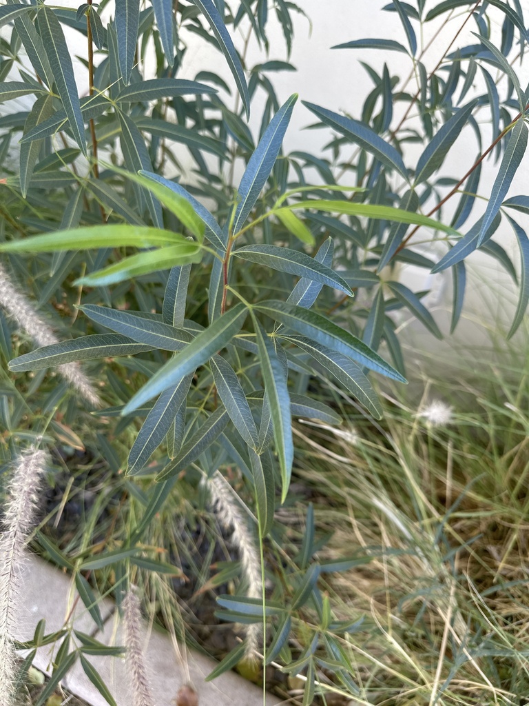 african sumac from N 42nd Pl, Phoenix, AZ, US on January 20, 2025 at 02 ...