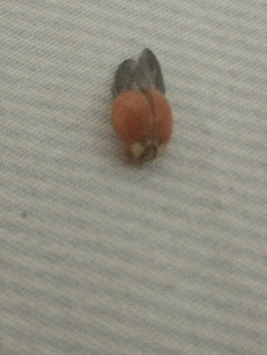 Asian Lady Beetle