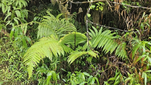 Cyathea grandifolia var. grandifolia