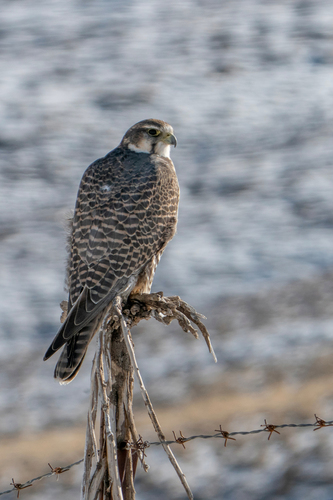 Saker Falcon