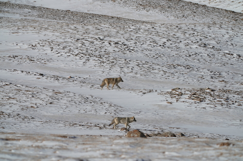 Himalayan Wolf