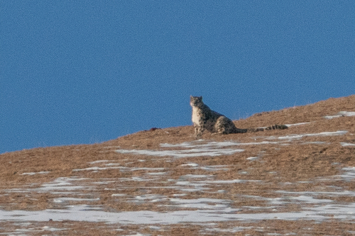 Snow Leopard