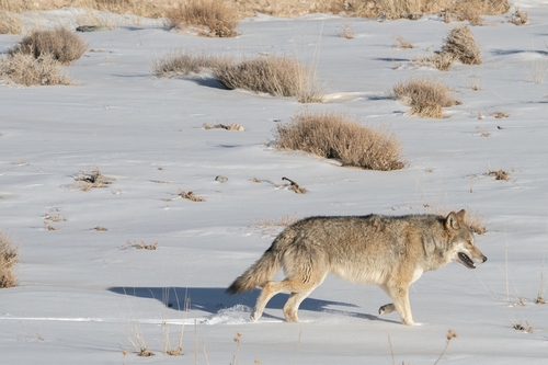 Himalayan Wolf