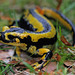 Fire Salamanders - Photo (c) Clo, all rights reserved, uploaded by Clo