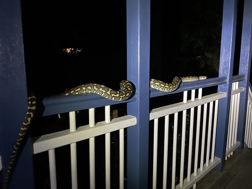 Coastal Carpet Python sighting