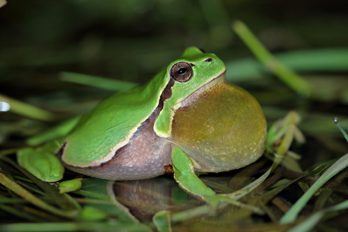 European Tree Frog