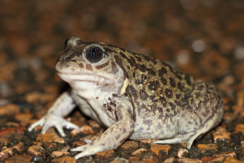 Iberian Spadefoot
