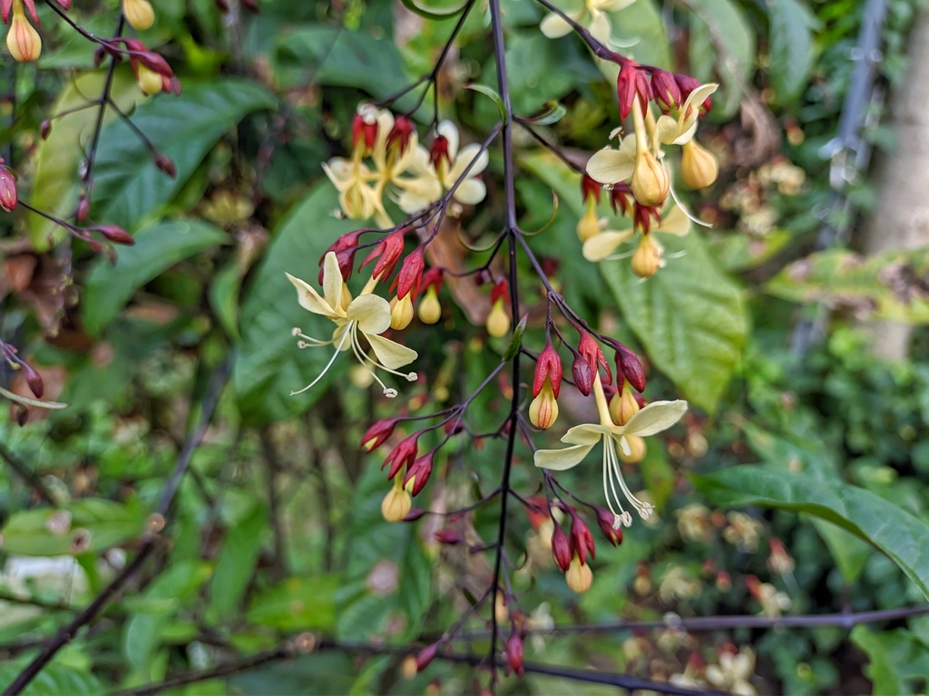 Clerodendrum pierreanum (Clerodendrum pierreanum)