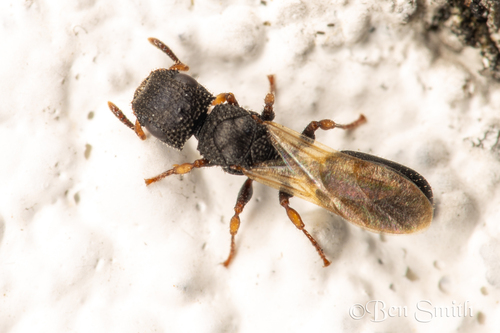 Cataulacus simoniCataulacus simoni