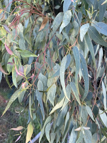Avistamiento Eucalyptus camaldulensis