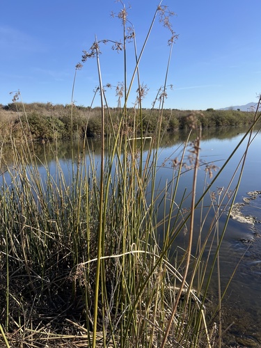 iNaturalist observation photo of California bulrush