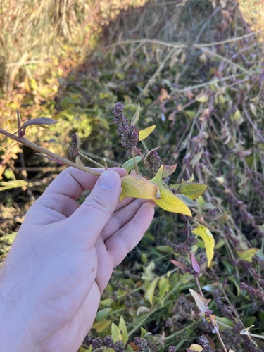 iNaturalist observation photo of Creeping Saltbush