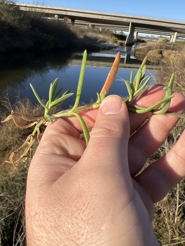 iNaturalist observation photo of Marsh Jaumea