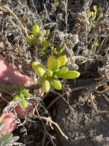 iNaturalist observation photo of Saltwort