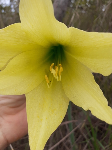 Hippeastrum elegans