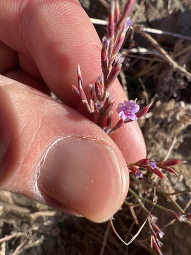 iNaturalist observation photo of European sea lavender