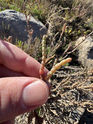 iNaturalist observation photo of Pacific Glasswort