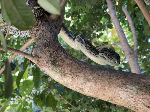 Coastal Carpet Python sighting