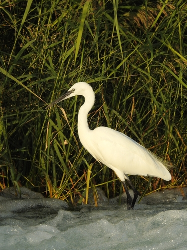 Little Egret