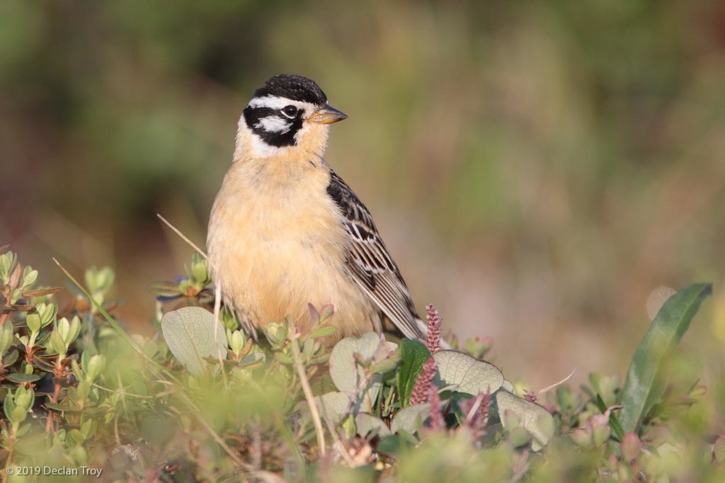 Smith's Longspur (Calcarius pictus) photo