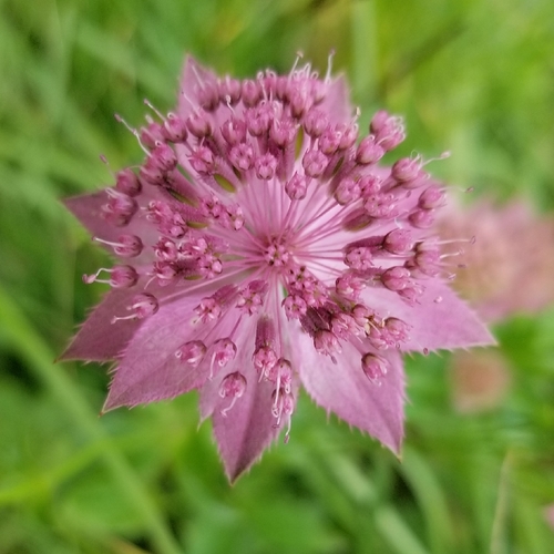Caucasian Astrantia