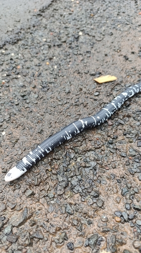 Black-and-white Worm Lizard