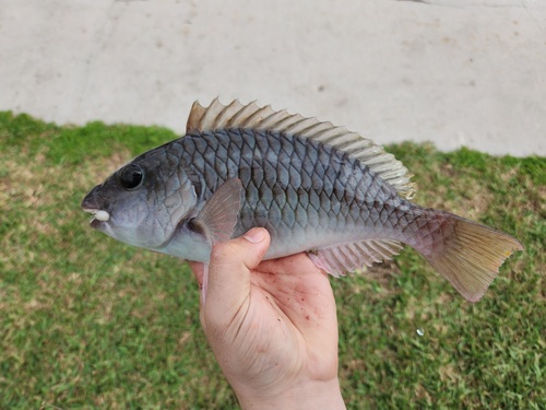 Yellowtail Parrotfish