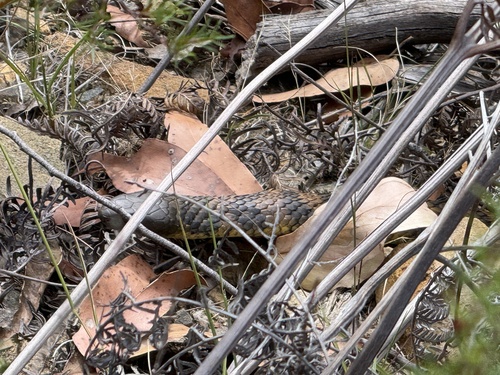 Tiger Snake sighting