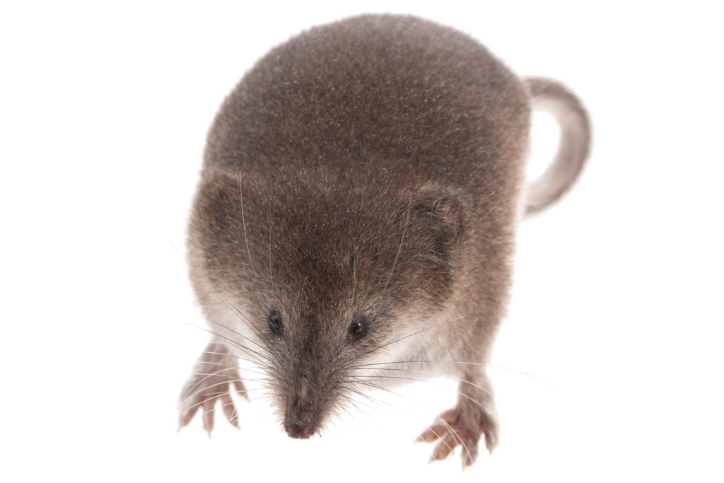 Vagrant Shrew