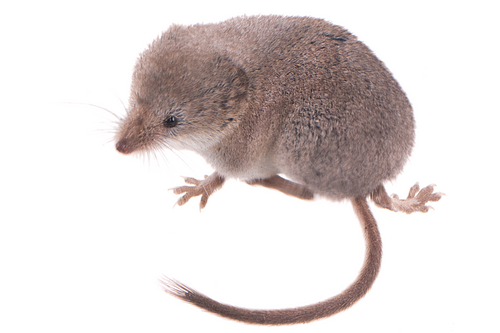 Mount Lyell Shrew (Sorex lyelli) — Least Concern Mammalia