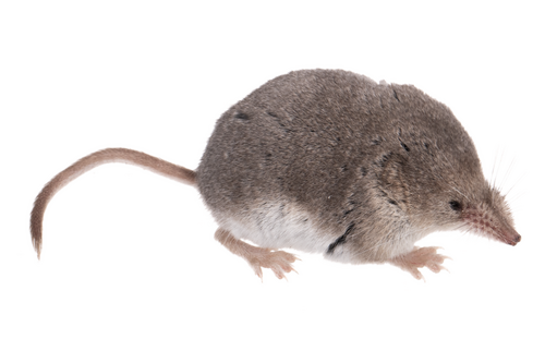 Merriam's Shrew (Sorex merriami) — Least Concern Mammalia