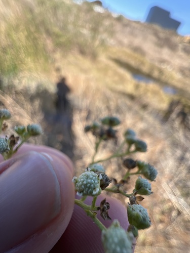 iNaturalist observation photo of Santa Maria feverfew
