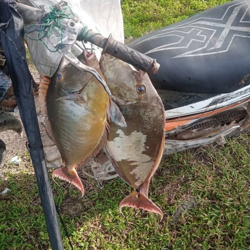 Bluespine Unicornfish