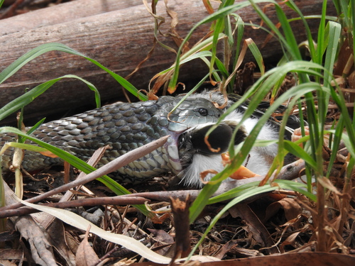 Tiger Snake sighting