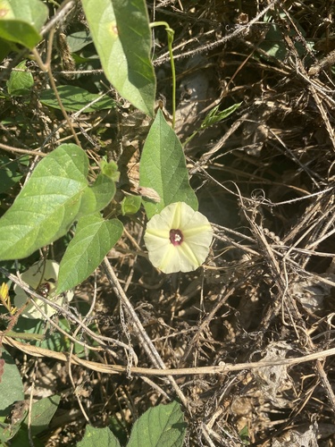 Gold Dwarf Morning Glory