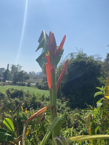 Musa rubra