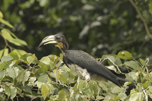 Congo Pied Hornbill