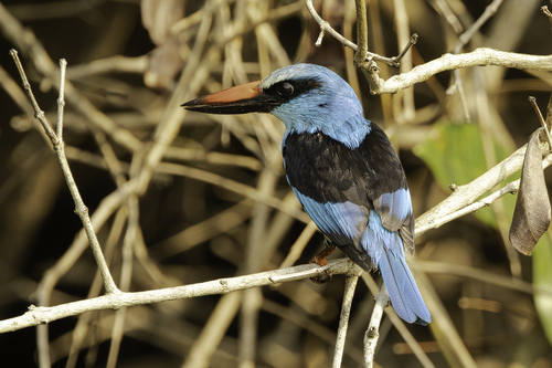 Blue-breasted Kingfisher