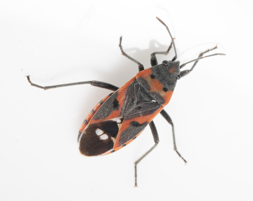iNaturalist observation photo of Small Milkweed Bug